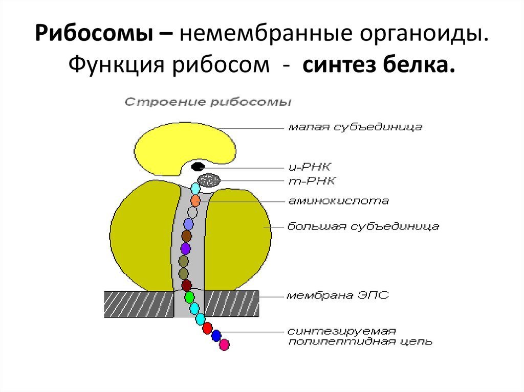 Синтез белков органелла. Органоиды клетки рибосомы строение. Структура клетки рибосома. Структура рибосомы схема. Рибосомы строение рисунок.