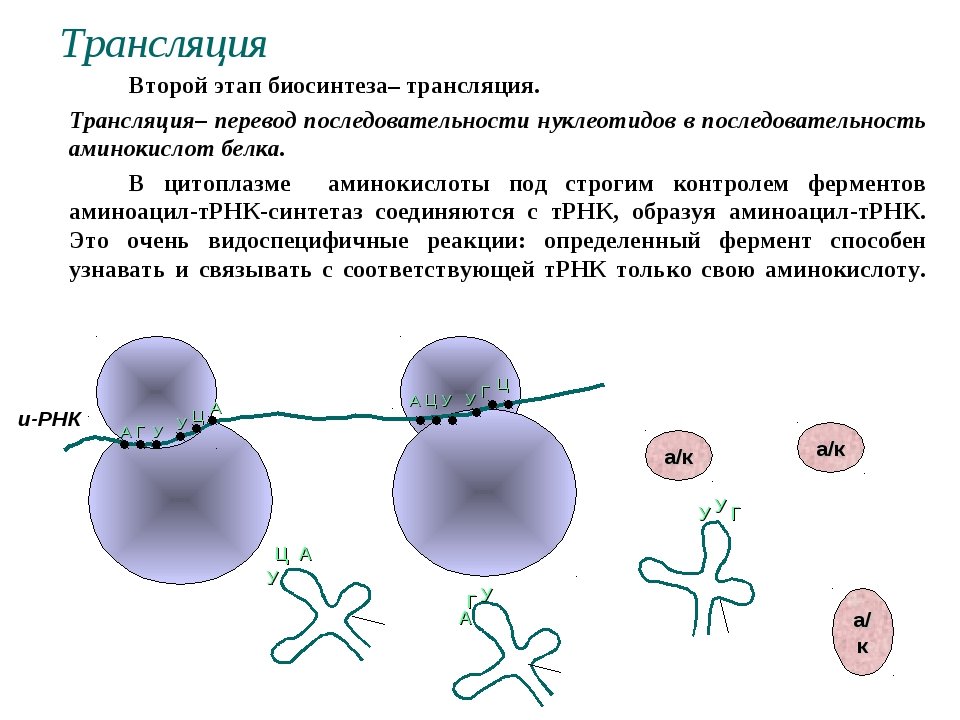Последовательность этапов биосинтеза. Процессы трансляции биосинтеза белка. Трансляция процесс синтеза белка. Этап трансляции в процессе биосинтеза белка. Трансляция Биосинтез белка на рибосоме.