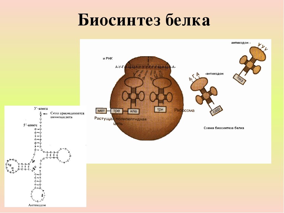 Типы биосинтеза. Схема синтеза белка в рибосоме. Этапы биосинтеза белка рисунок. Этапы синтеза белка рибосомой. Синтез белка 9 класс биология.