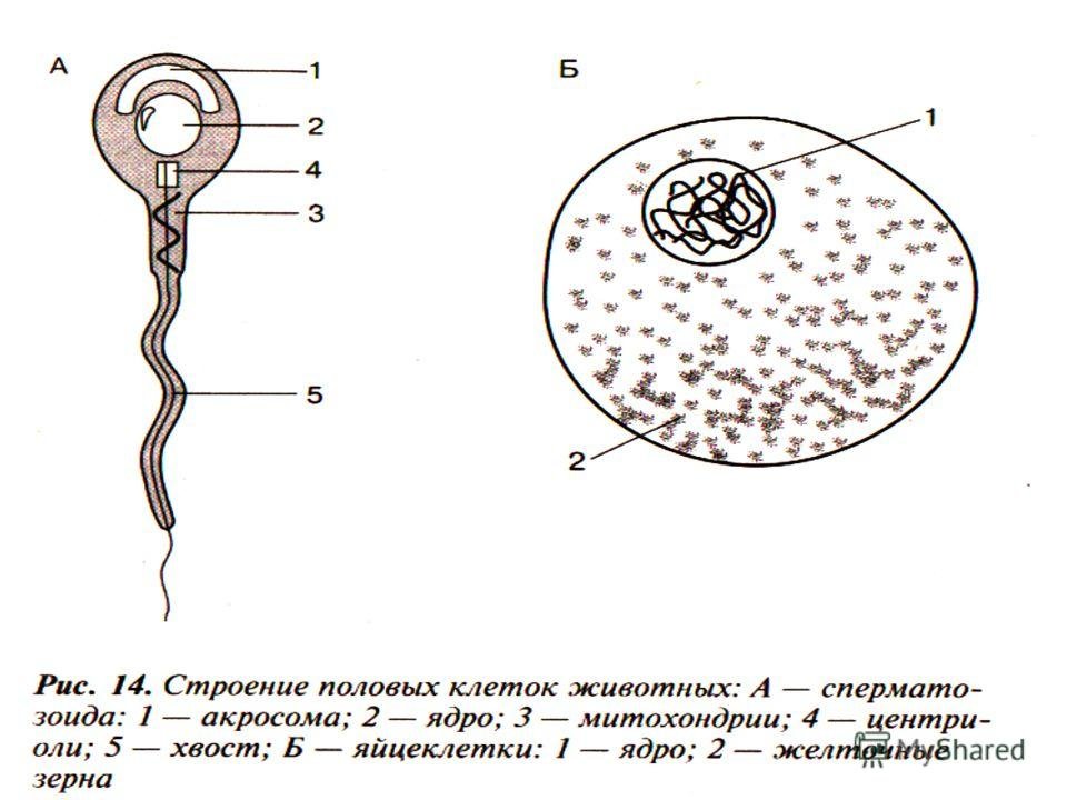 Рисунок мужской половой клетки. Строение половых клеток яйцеклетка. Схема строения сперматозоида и яйцеклетки. Строение яйцеклетки и сперматозоида. Строение клетки сперматозоид и яйцеклетки.