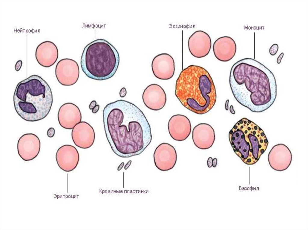Повышенные моноциты и пониженные лимфоциты