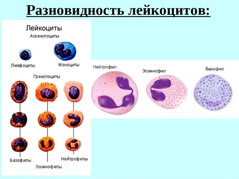 Группы лимфоцитов