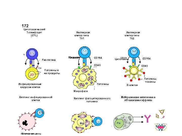 Цитотоксические т клетки. Cd8 т-цитотоксические т - клетки. Схема иммунного ответа а4 т- лимфоциты. Механизм цитотоксического действия т-лимфоцитов. Схема цитотоксического иммунного ответа.
