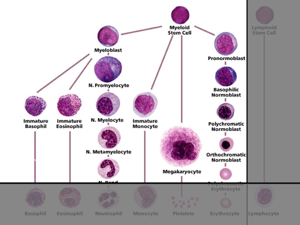 Тест клетки крови. Классификация лейкоцитов иммунология. Лейкоцитарная формула и функции лейкоцитов. Классификация лейкоцитов гистология. Типы лейкоцитов таблица.