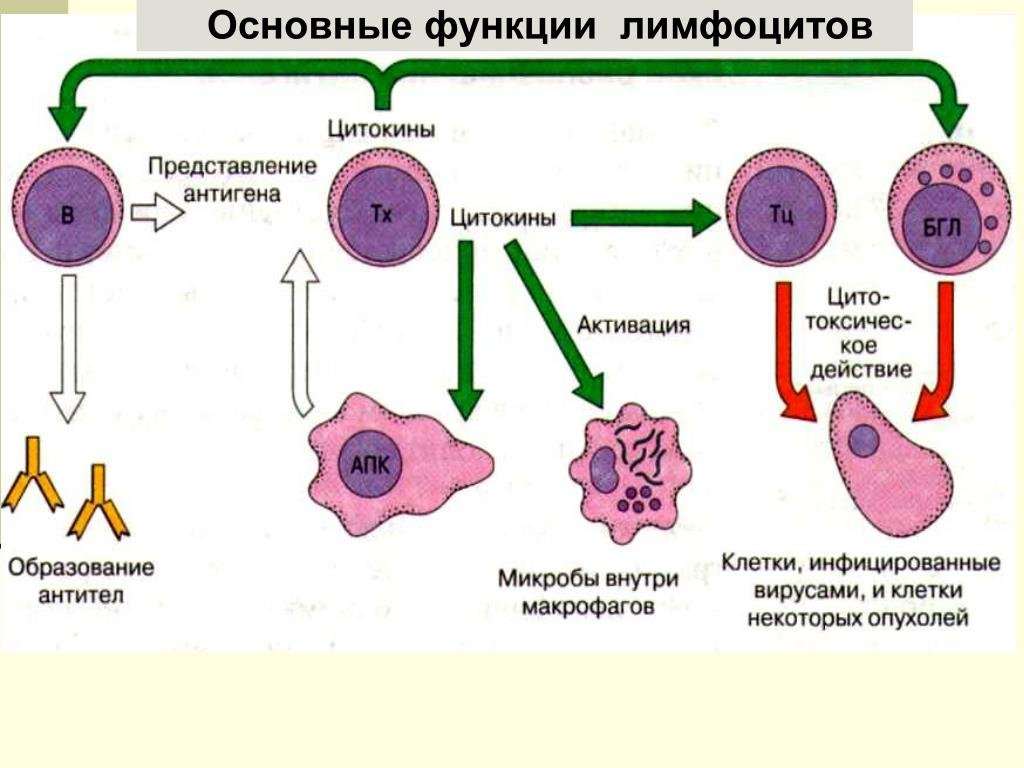 Группы лимфоцитов