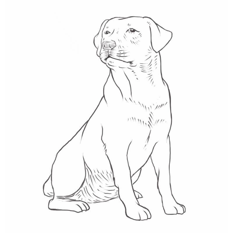 Идеи для срисовки сидящая собака (90 фото) » идеи рисунков для срисовки и  картинки в стиле арт - АРТ.КАРТИНКОФ.КЛАБ