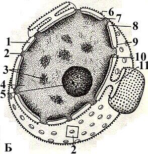 Ядро клетки схема