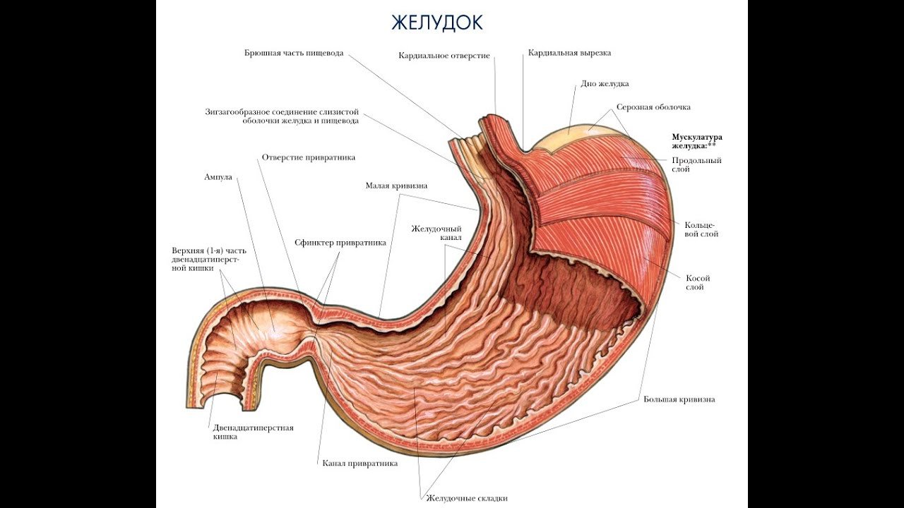 Пищеварительная система желудок анатомия. Функции желудка анатомия. Строение желудка анатомия. Желудок человека строение рисунок. Строение желудка биология