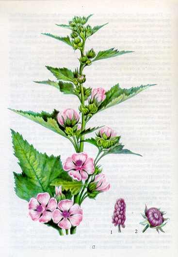 Алтей латынь. Алтей Фармакогнозия. Алтей лекарственный (Althaea officinalis). Алтей лекарственный Фармакогнозия. Алтей лекарственный гербарий.