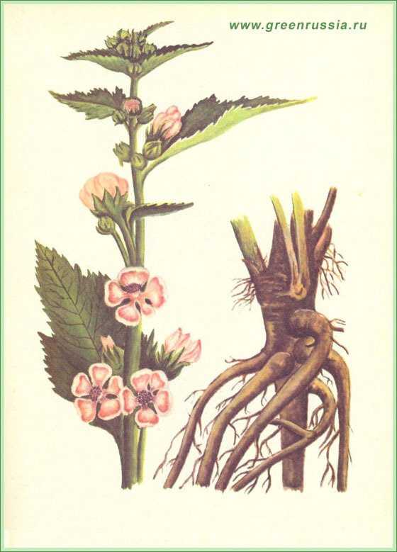 Корни алтея лекарственного. Корни Алтея Фармакогнозия. Алтей лекарственный (Althaea officinalis). Алтей лекарственный корни. Алтей Фармакогнозия.