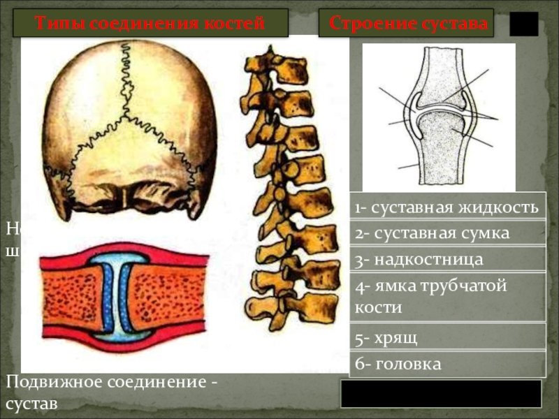 Соединение костей 6. Неподвижные полуподвижные и подвижные соединения костей. Подвижная полуподвижная неподвижная соединение костей. Соединение костей 8 класс биология. Соединение костей надкостницы.