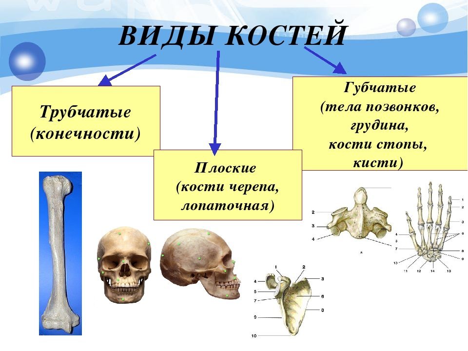 Укажите губчатые кости. Кости скелета биология 8 класс. Кости трубчатые губчатые плоские смешанные. Тип соединения губчатых костей. Типы костей биология 8 класс.