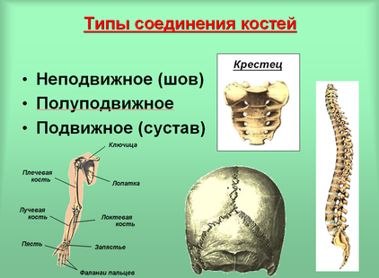 Подвижные полуподвижные и неподвижные кости. Подвижное и неподвижное соединение костей. Типы соединений костей неподвижное полуподвижное подвижное. Неподвижное соединение костей.
