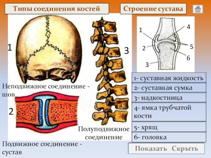 Функции соединения костей