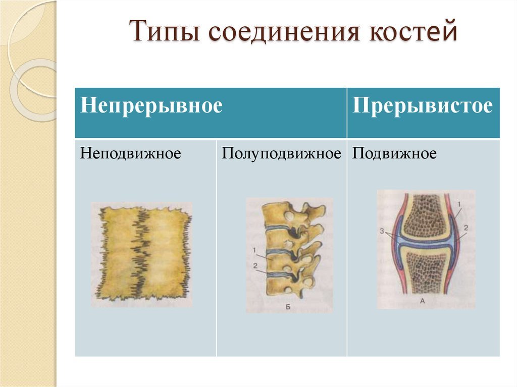 Подвижные и полуподвижные кости. Типы соединения костей. Прерывистые соединения костей. Прерывные соединения костей. Соединение костей скелета.