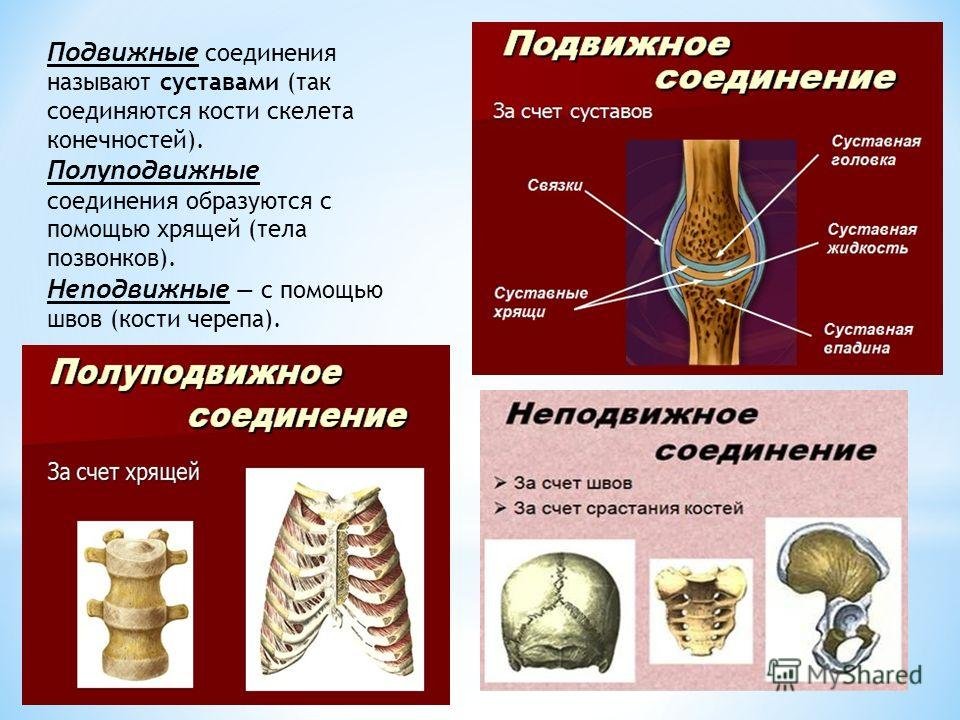 Подвижные и полуподвижные кости. Подвижные соединения костей. Хрящевые соединения костей. Соединение костей туловища. Соединений костей туловища подвижные суставы.