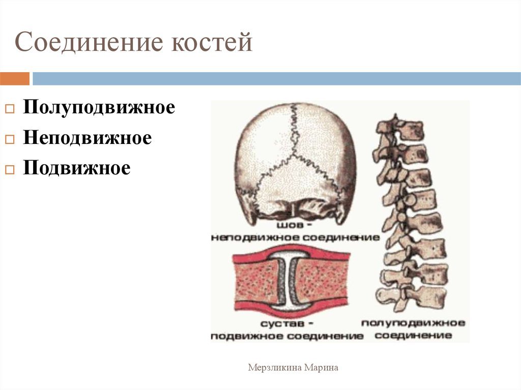 Кости полуподвижное соединение пример. Полуподвижное соединение костей. Полуподвижное соединение костей строение. Типы соединения костей полуподвижные. Соединение костей неподвижные полуподвижные суставы.