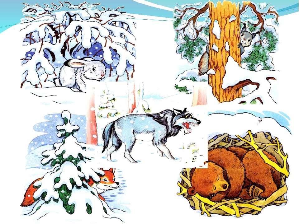 Изменения животных зимой 5 класс биология. Животные зимой для детей. Зимующие животные в лесу. Звери зимой для дошкольников. Звери в лесу зимой для дошкольников.