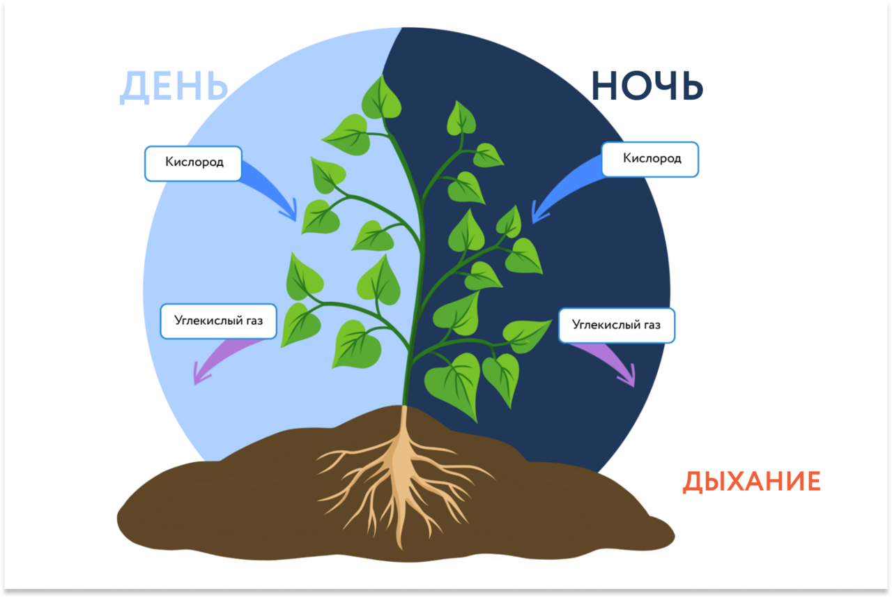 Кислород необходим для жизни. Дыхание растений. Процесс дыхания растений. Растения дышат кислородом. Схема процесса дыхания растения.