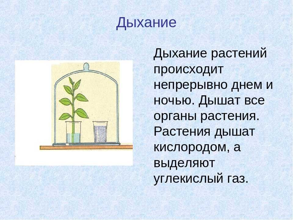 В результате дыхания растений выделяется. Дыхание растений 6 класс биология. Процесс дыхание растений 6 класс биология. Дыхательные органы растений. Как происходит процесс дыхания у растений.