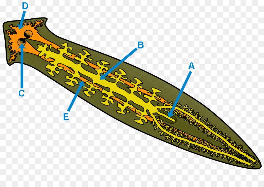 Система ресничных червей. Черви планарии. Червяк планария. Плоские черви планария. Планария Тигрина.