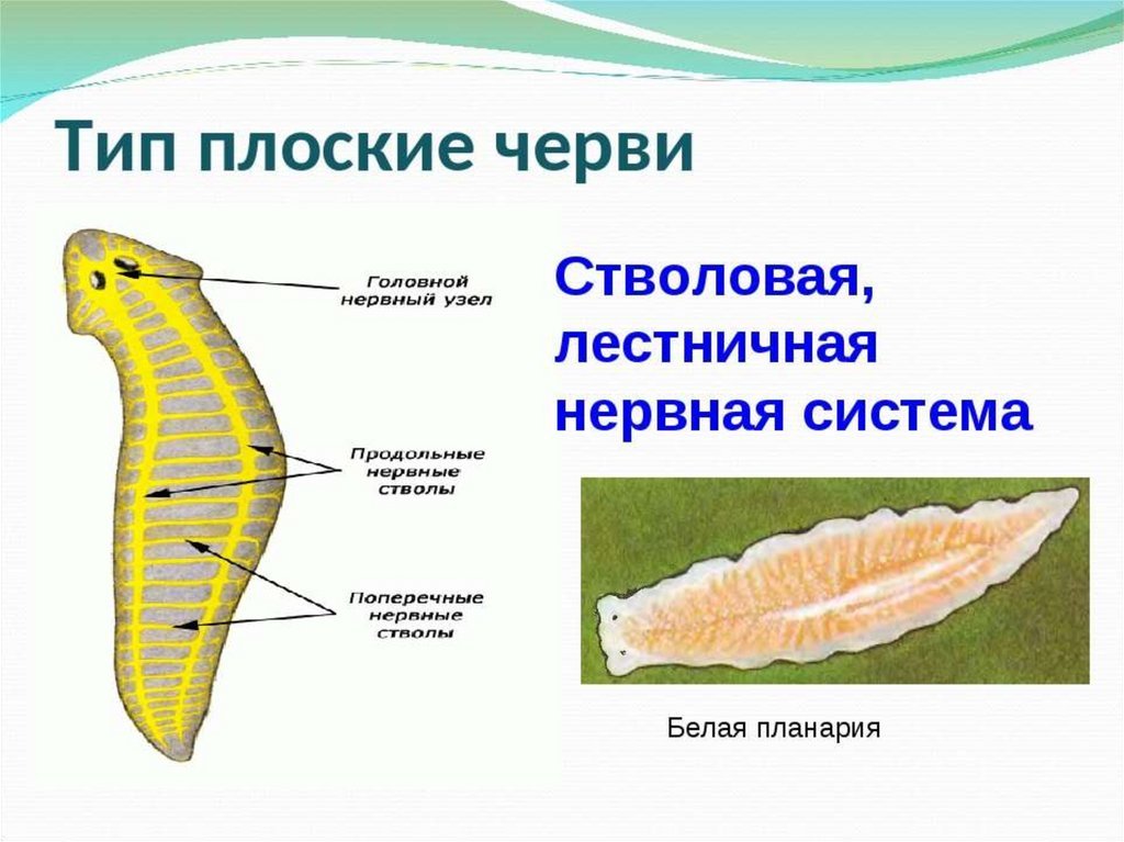 Стволовой червь. Нервная система плоских червей Тип. Нервная система лестничного типа у червей. Лестничная нервная система планарии. Строение нервной системы плоских червей.