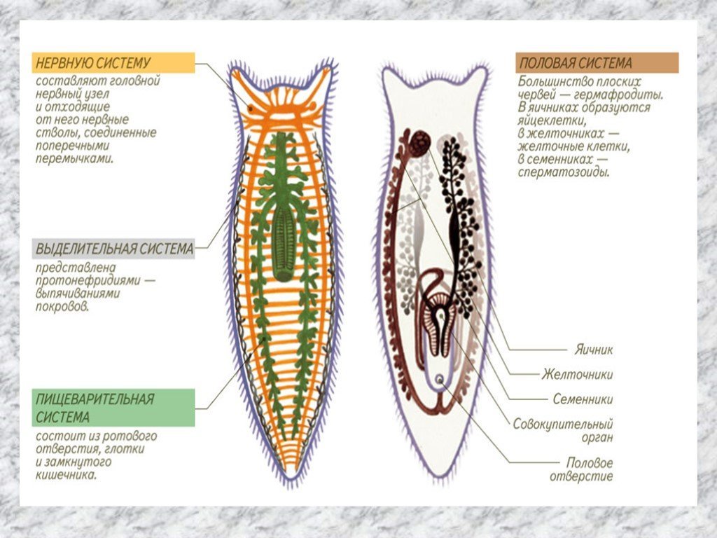 Плоские черви наличие полости. Строение плоских червей 7 класс биология. Строение систем плоских червей. Система органов плоских червей 7. Строение плоских червей биология 7.