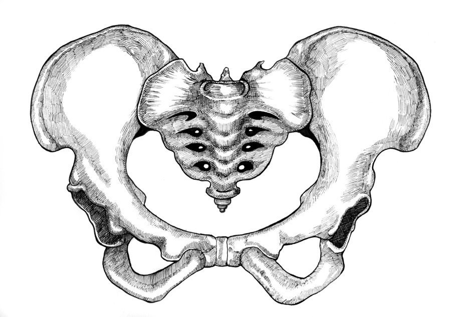 Таз отдел скелета. Таз Остеология. Тазовая кость скелет. Кость таза анатомия. Тазовая кость анатомия человека.