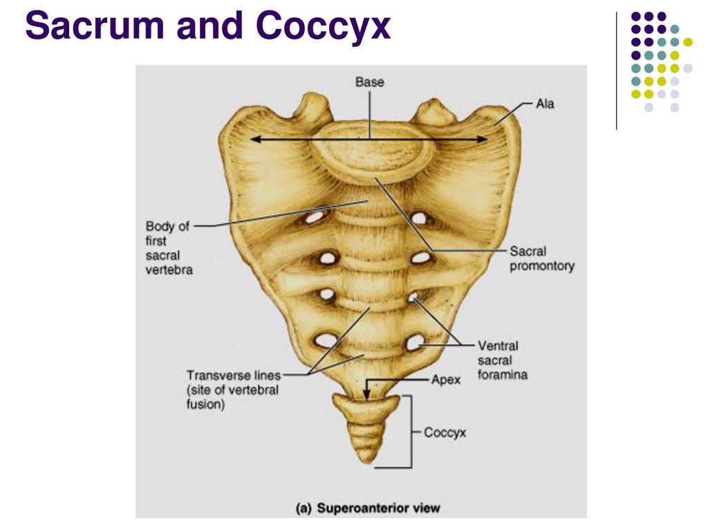 Крестцовый скелет. Sacrum and Coccyx. Крестец и копчик анатомия. Крестец и копчик на скелете. Анатомия таза констнц копчик.