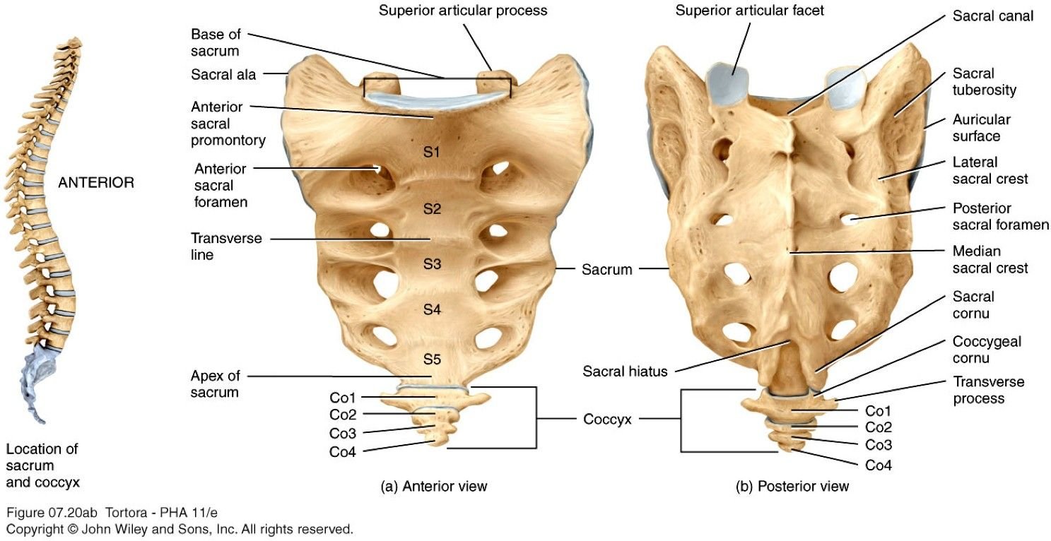 Крестцовый скелет. Крестцовая кость анатомия человека. Анатомия крестцово копчикового отдела. Позвоночник и крестец строение анатомия. Строение крестца и копчика.