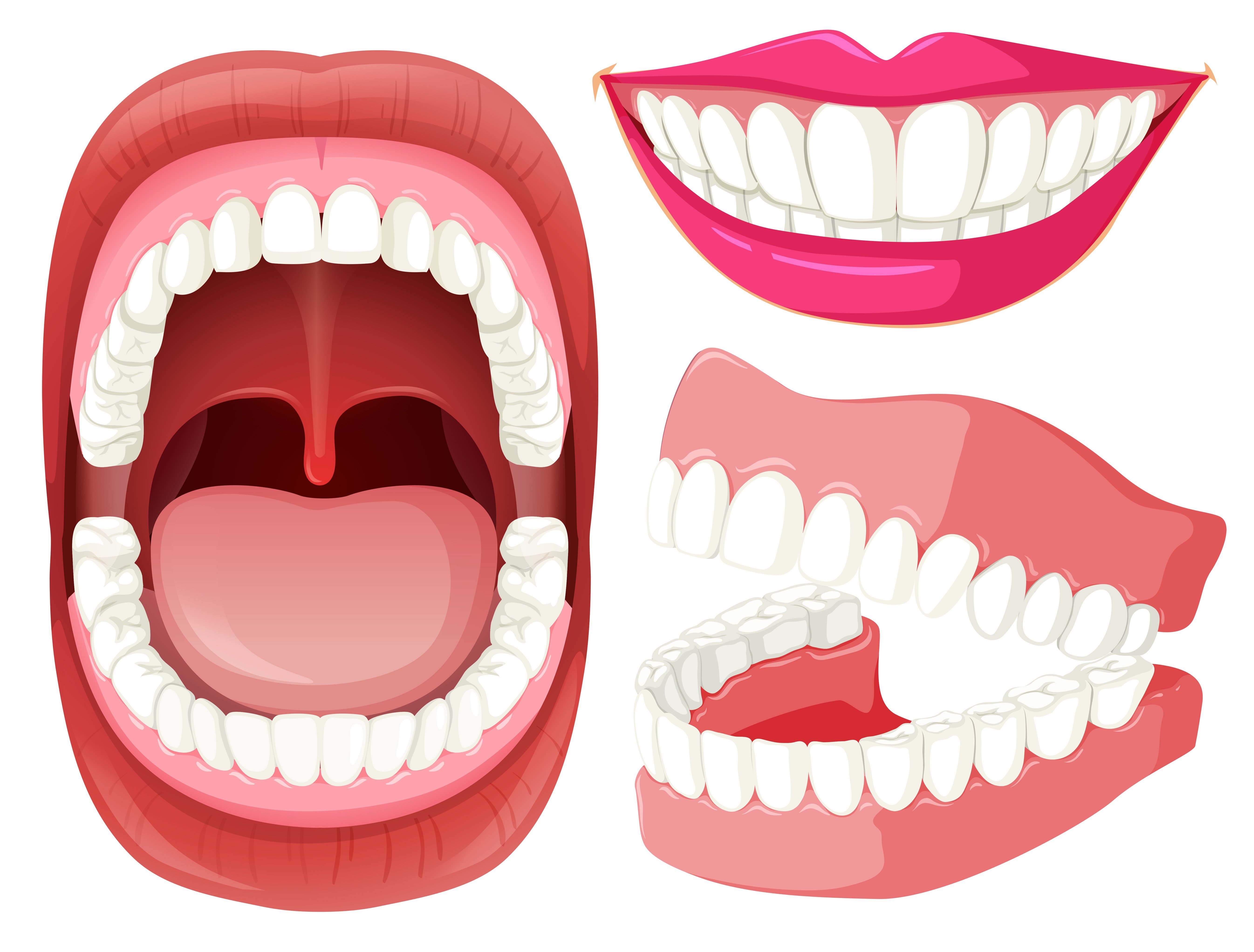Модель полости рта. Макет рот с зубами. Открытая челюсть человека.