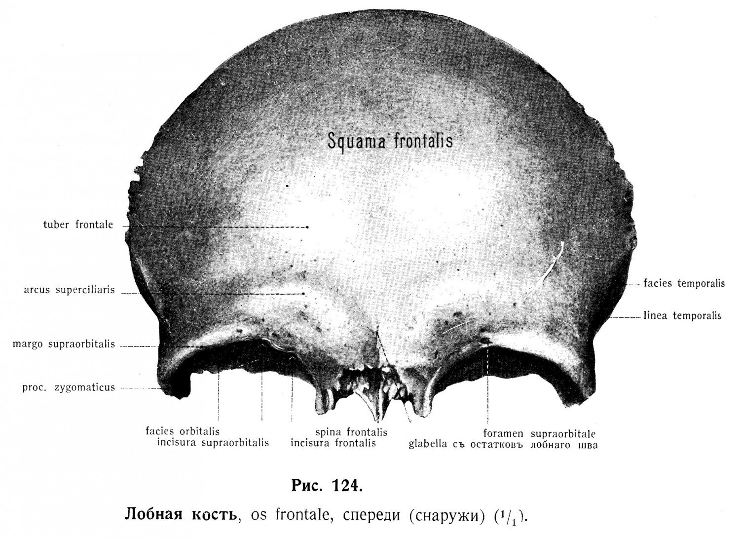 Лобные латынь. Лобная кость надглазничная вырезка. Лобная кость ОС фртнтале. Носовая часть лобной кости анатомия. Части лобной кости (os frontale):.