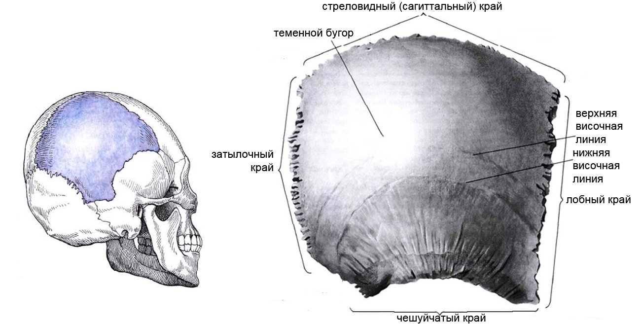 Теменная кость относится к. Теменная кость строение. Левая теменная кость черепа. Строение теменной кости черепа. Теменная кость анатомия строение.