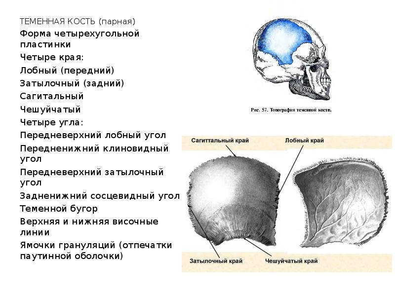 Теменная кость отдел. Кости черепа теменная кость анатомия. Теменная кость черепа анатомия человека. Лобная кость затылочная кость височная кость. Строение лобной чешуи.