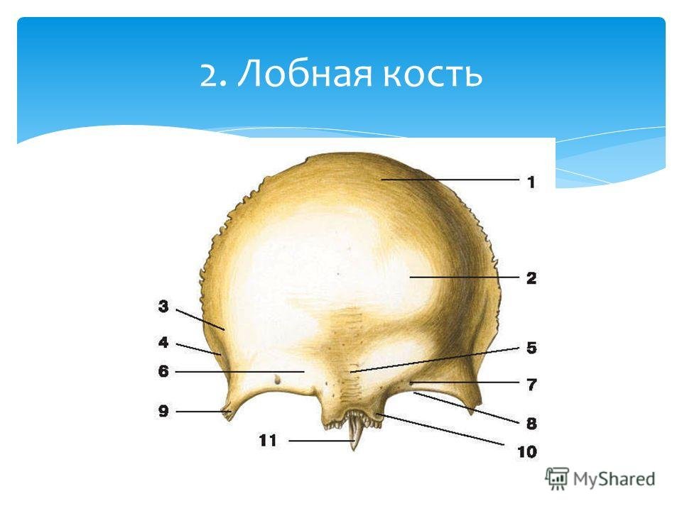 Лобные латынь. Лобная кость вид спереди. Лобная кость черепа анатомия человека. Строение лобной кости анатомия. Лобная кость вид сбоку.