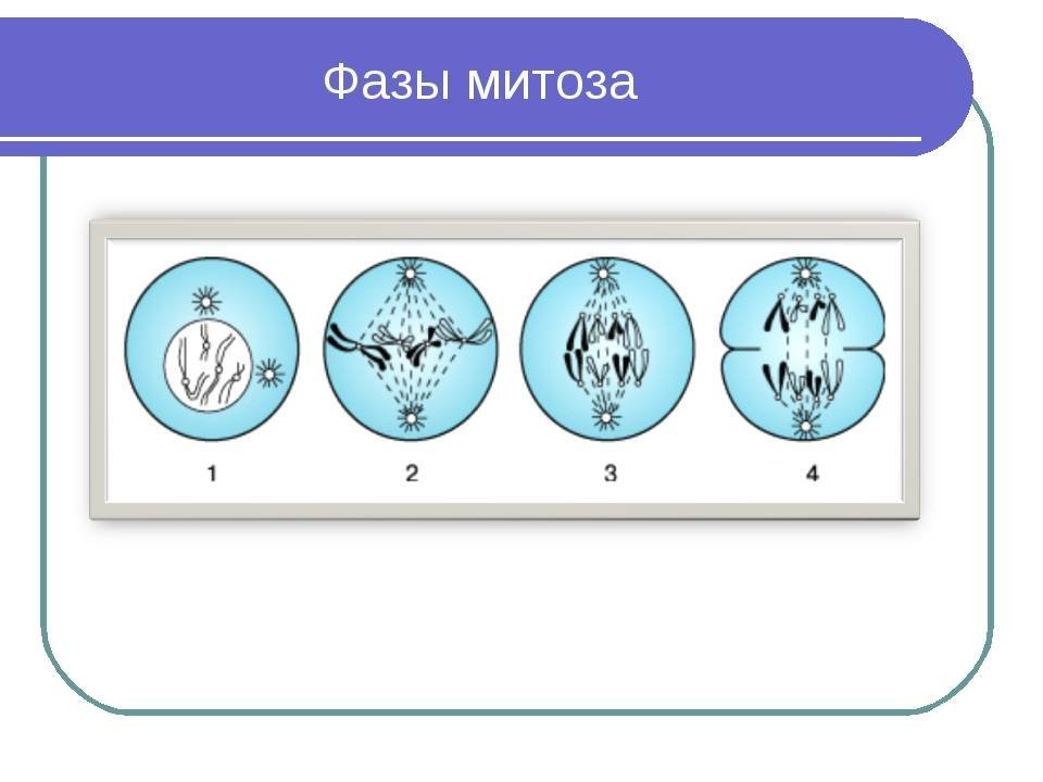 Установите последовательность стадий деления клетки. Фазы митоза биология 9 класс. Фазы митоза схема. 5 Фаз митоза. Деление клетки 9 класс фазы митоза.