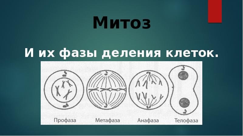 5 стадий деления клетки. Фазы деления клетки митоз. Клеточное деление митоз. Нарисовать фазы митоза. Фазы деления митоза и митоза.