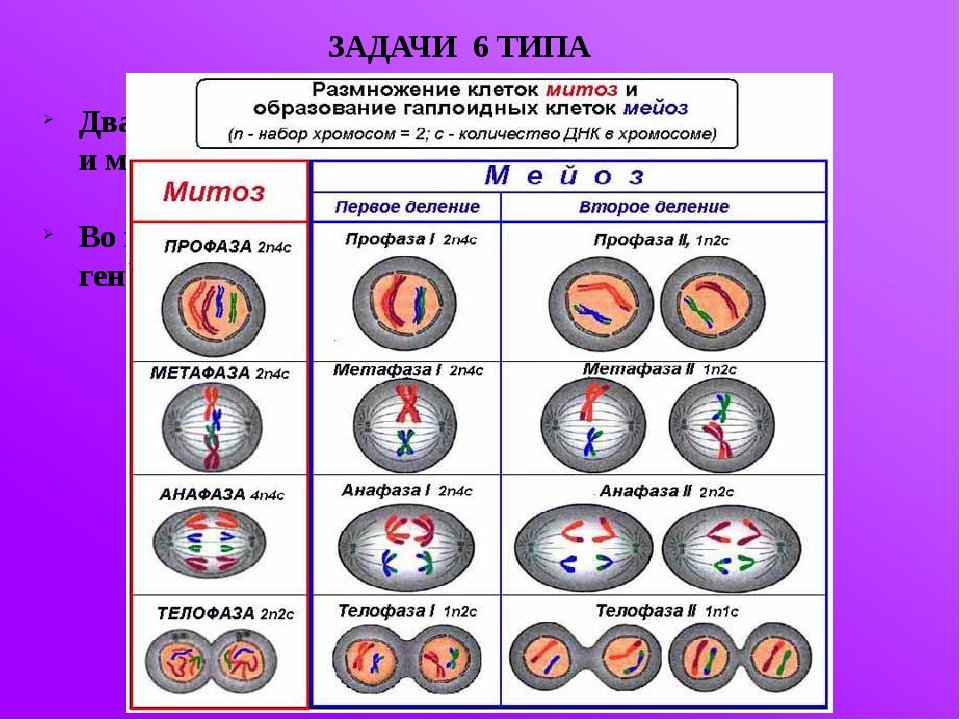 Хромосомы двухроматидные в какой фазе мейоза. Фазы митоза хромосомный набор. Фазы 1 деления мейоза. Митоз и мейоз таблица по фазам. Деление клетки митоз и мейоз таблица.