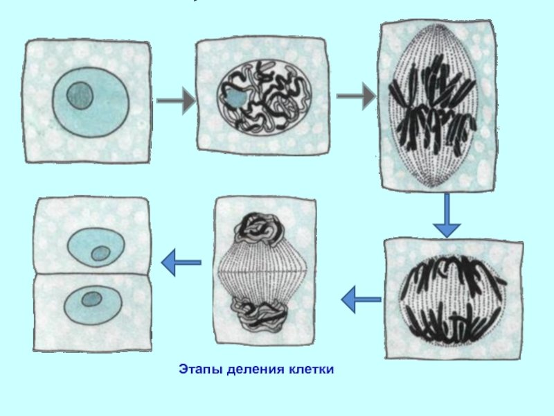 5 стадий деления клетки. Процесс деления растительной клетки. Процесс деления клетки растения. Деление растительной клетки схема. Этапы деления растительной клетки схема 5 класс биология.