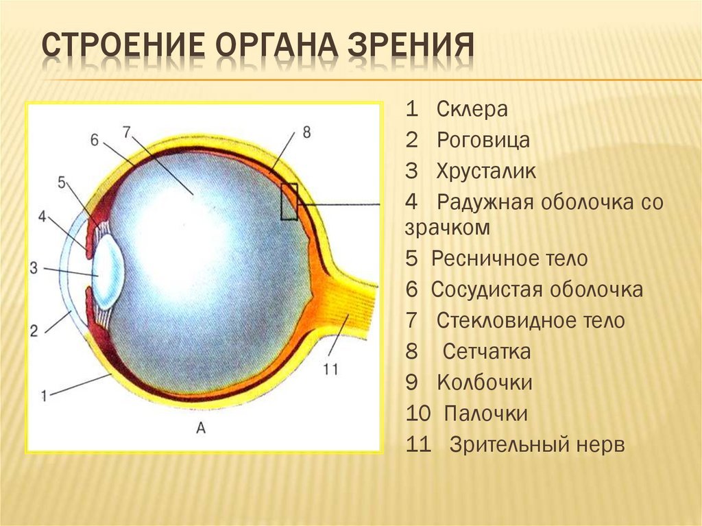 Глаз 8 класс. Структура глаза биология 8 класс. Анатомические структуры органа зрения анатомия. Орган зрения анатомия строение. Орган зрения глаз строение.