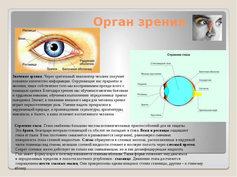 Глаз составить слова. Органы чувств орган зрения. Строение органа зрения. Сообщение о органе зрения. Органы чувств строение органов зрения.
