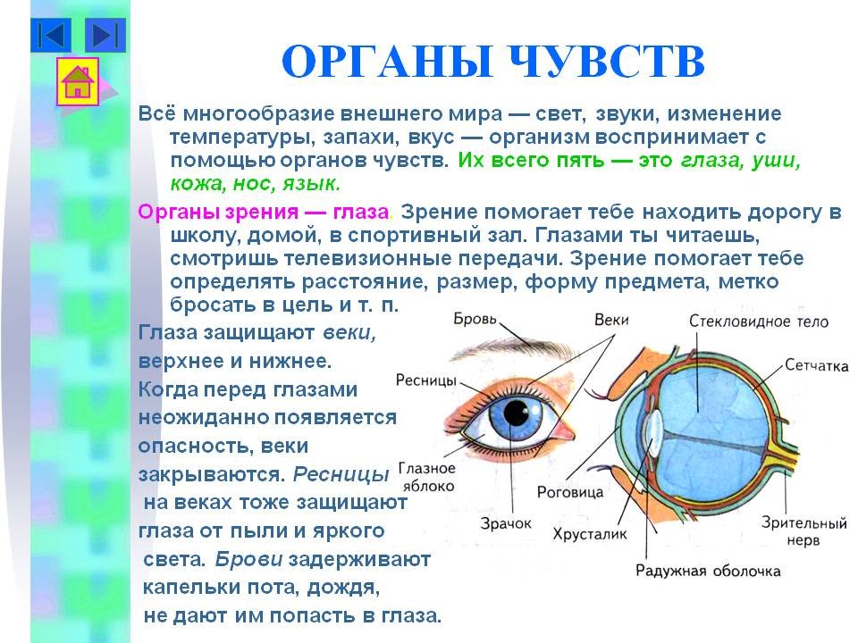 Тест по теме органы зрения. Органы чувств глаза 3 класс окружающий мир. Органы чувств человека глаза орган зрения. Органы чувств человека рассказ. Орган чувств зрение доклад.