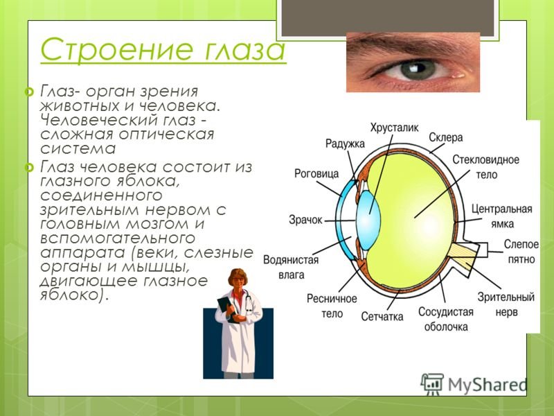 Практическая работа строение и работа органа зрения. Орган зрения анатомия строение. Органы чувств анатомия глаз. Строение и функции органа зрения человека. Строение глаза.