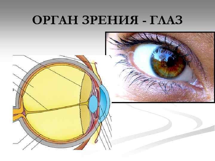 Глаз орган чувств человека. Орган зрения. Глаза орган зрения. Строение органа зрения. Орган зрения строение глаза.