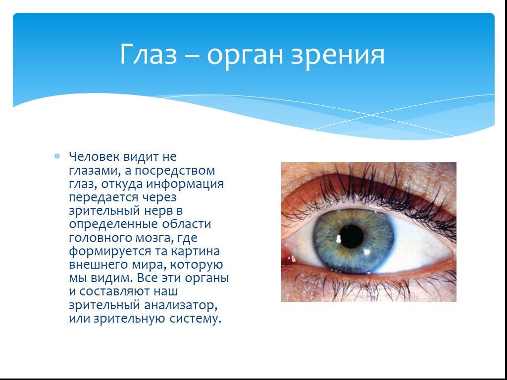 Какую информацию дают глаза. Глаза орган зрения. Органы чувств человека глаза. Темы про зрение. Глаза орган зрения сообщение.