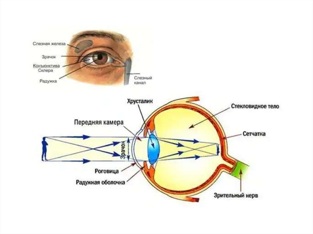 К оптической системе глаза относятся роговица хрусталик