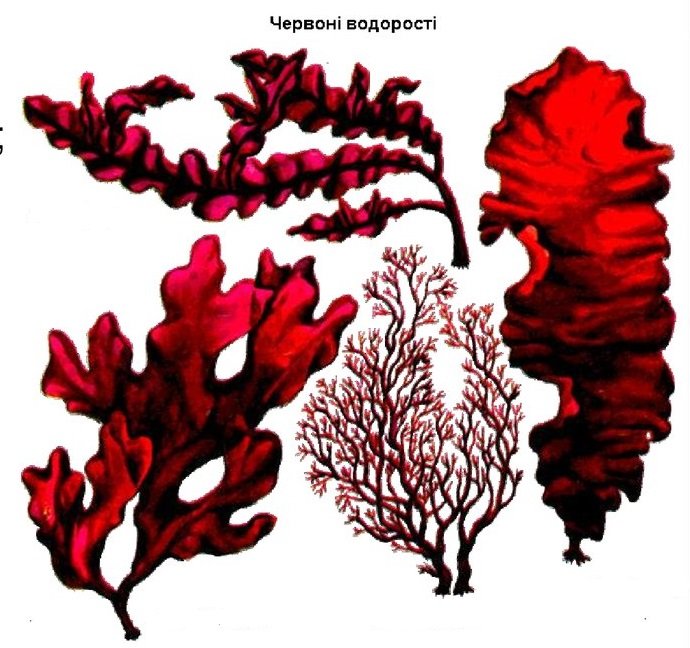 Красные водоросли клетки. Филлофора водоросль. Порфира Филлофора. Красные водоросли порфира Филлофора. Бурые водоросли Филлофора.