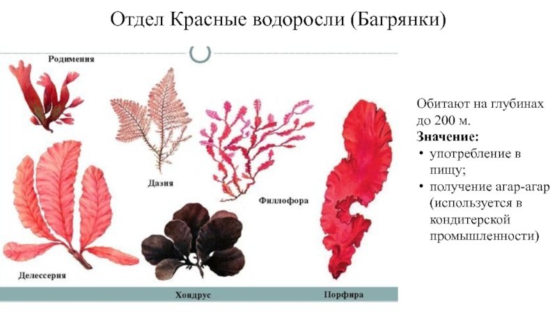 Красной водорослью является. Отдел красные водоросли багрянки. Багрянка, красные водоросли, Rhodophyta.. Красные водоросли багрянки строение. Рисунок отдела красные водоросли багрянки.