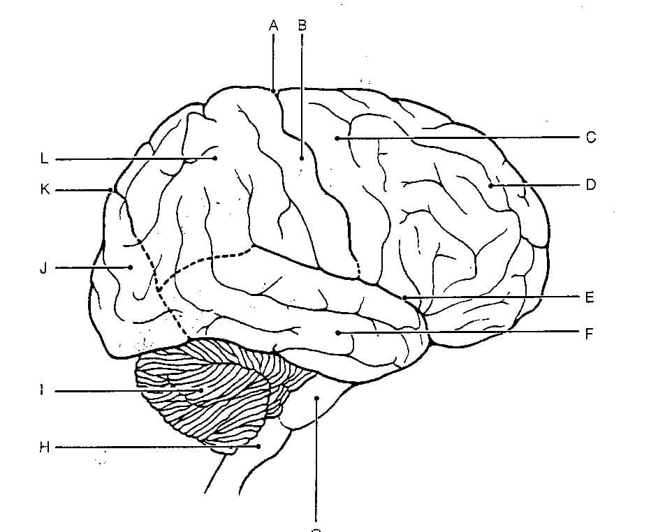 Ковид и мозг. Головной мозг раскраска. Головной мозг анатомия. Головной мозг человека раскраска. Изображение головного мозга.