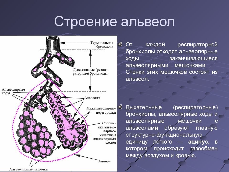 Альвеолярные пузырьки у млекопитающих находятся в. Терминальные бронхиолы строение. Респираторная бронхиола строение. Строение респираторных бронхиол гистология. Строение стенок бронхов анатомия.
